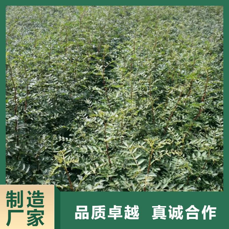 花椒苗山楂苗出厂严格质检