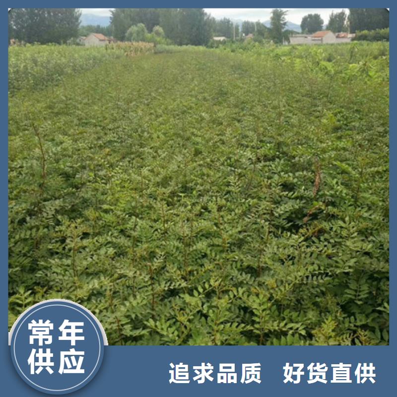 蓝莓苗视频-蓝莓苗|玉林市|博白|兴业|防城港|崇左|梧州|柳州