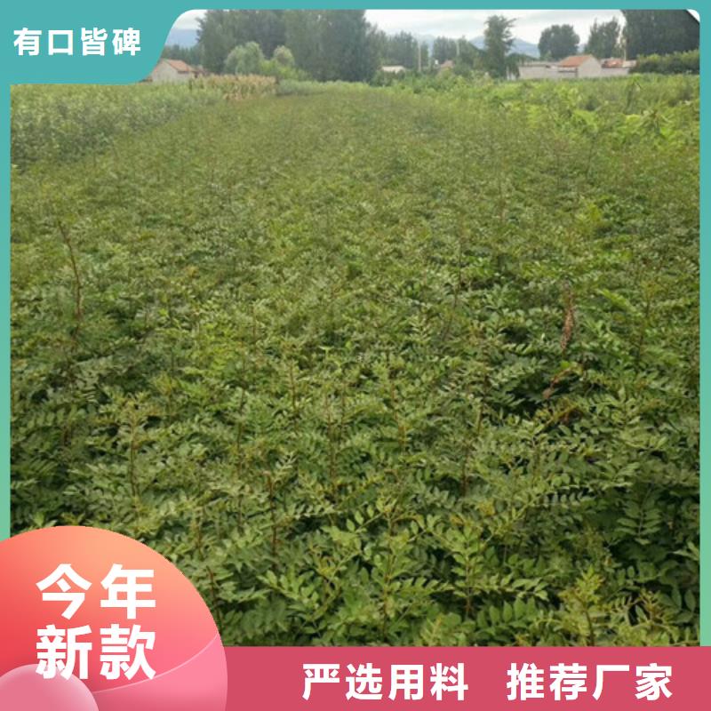 花椒苗-【核桃苗】拒绝中间商