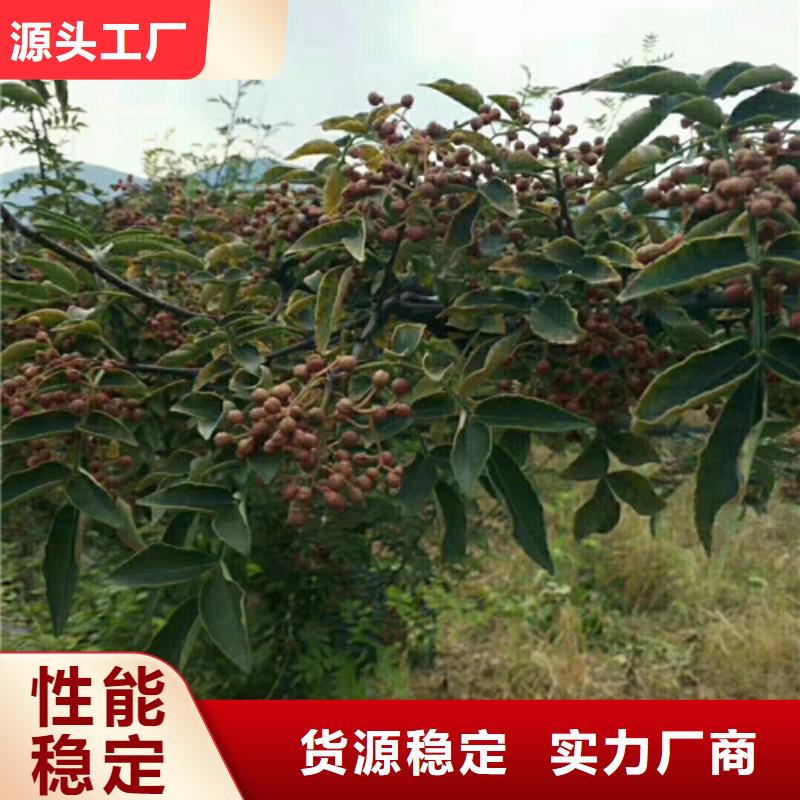 蓝莓苗-视频-湖南省常德市兴海蓝莓苗可服务区域鼎城|汉寿|张家界|湘潭|湘西|岳阳|永州|益阳等