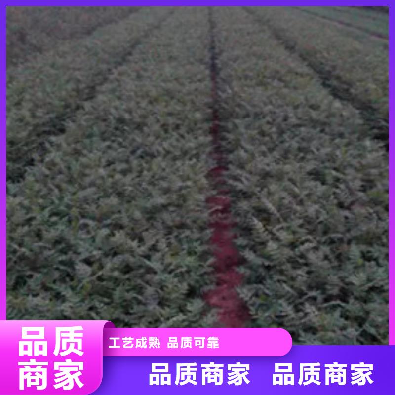 蓝莓苗-视频-江西省九江市兴海蓝莓苗可服务区域都昌|德安|吉安|景德镇|宜春|上饶|南昌等