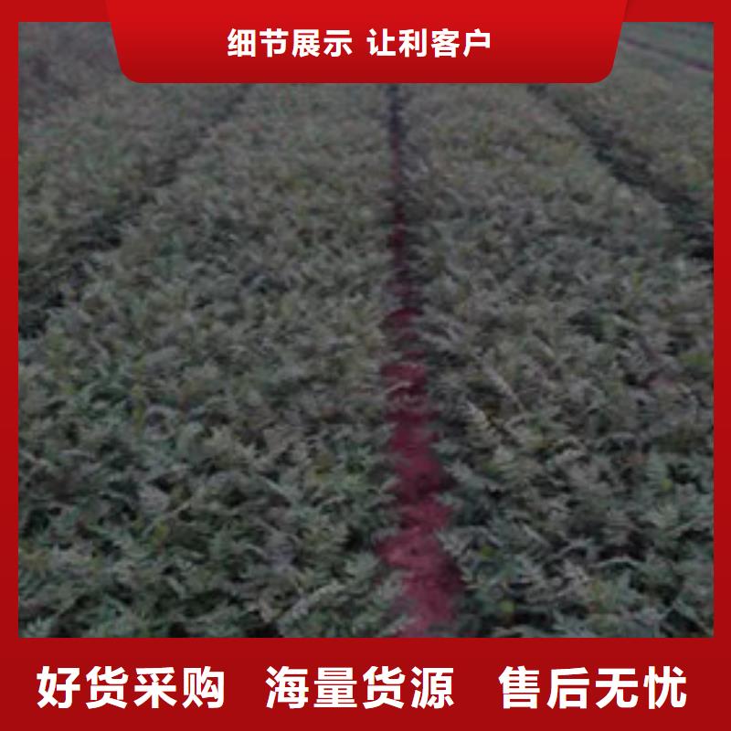 蓝莓苗视频-蓝莓苗|玉林市|博白|兴业|防城港|崇左|梧州|柳州