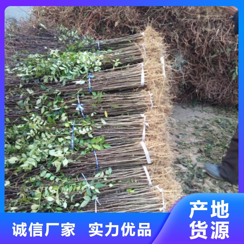 蓝莓苗-视频-江西省九江市兴海蓝莓苗可服务区域都昌|德安|吉安|景德镇|宜春|上饶|南昌等