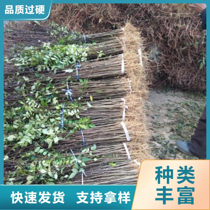 花椒苗-【核桃苗】拒绝中间商