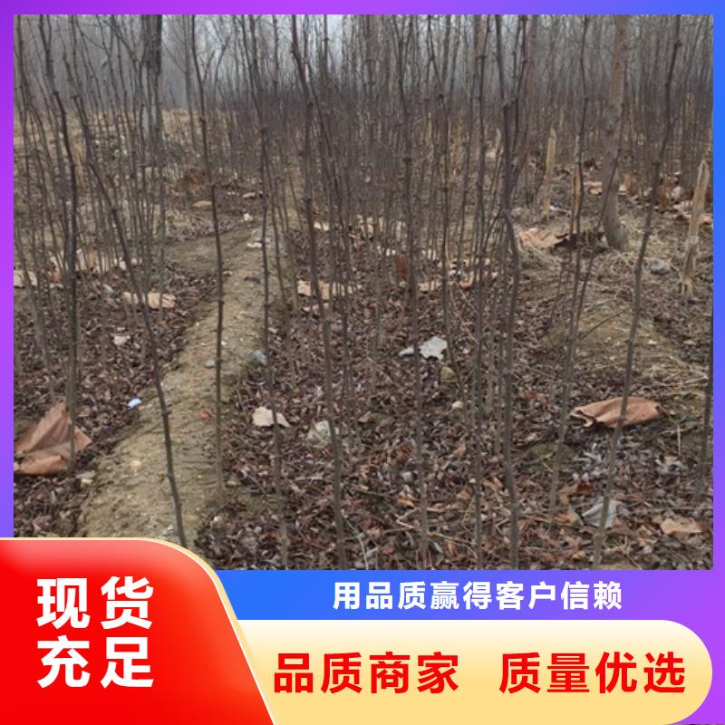 蓝莓苗视频-蓝莓苗|玉林市|博白|兴业|防城港|崇左|梧州|柳州