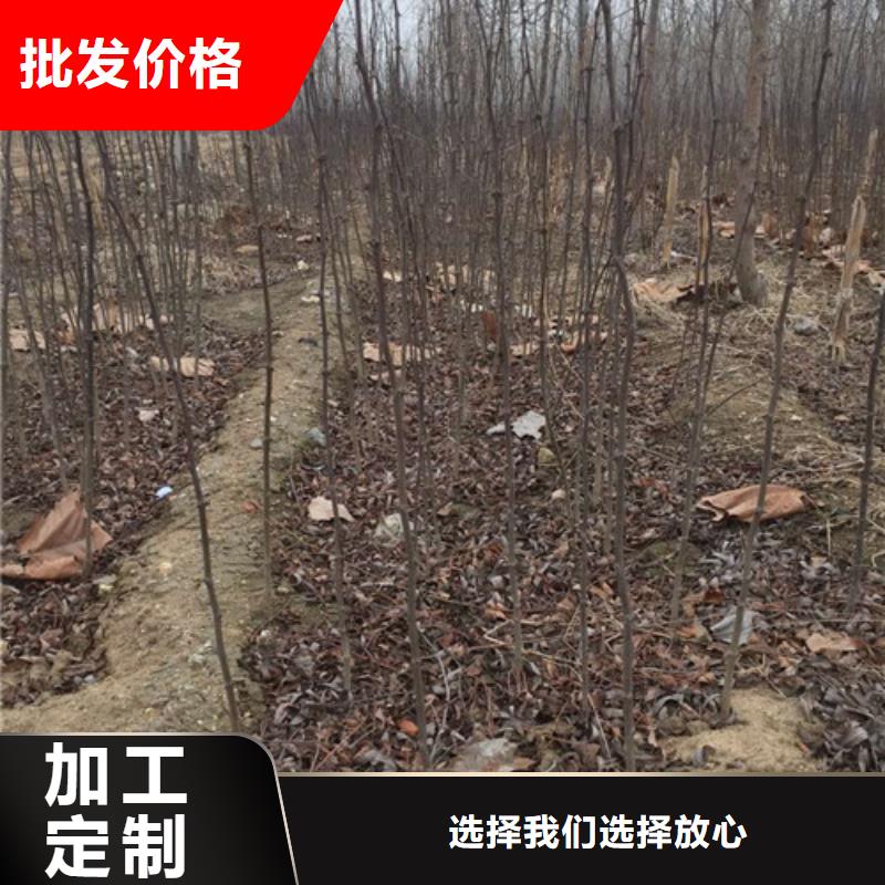 蓝莓苗-视频-湖南省常德市兴海蓝莓苗可服务区域鼎城|汉寿|张家界|湘潭|湘西|岳阳|永州|益阳等