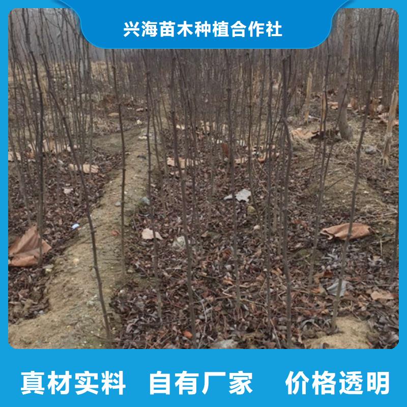 花椒苗桃树苗优选厂商