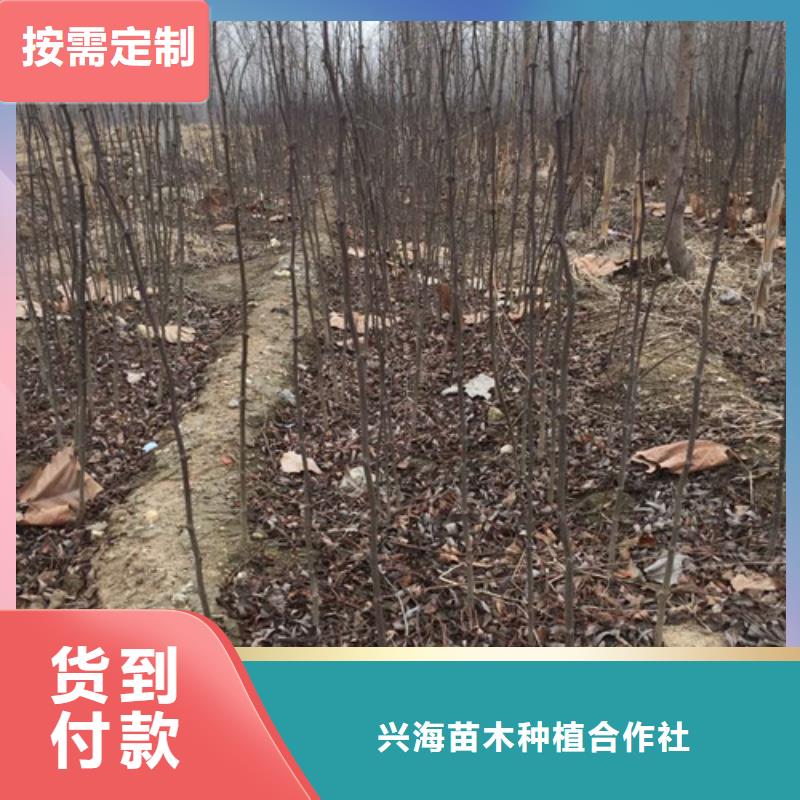 花椒苗大品牌值得信赖