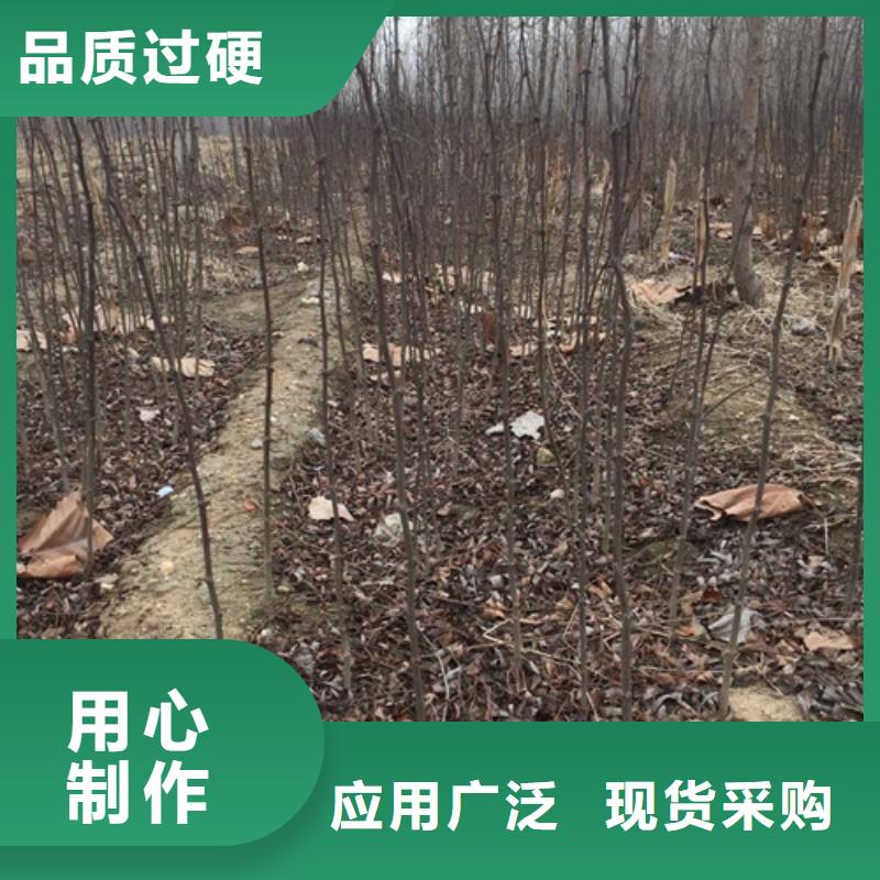 花椒苗-【核桃苗】拒绝中间商
