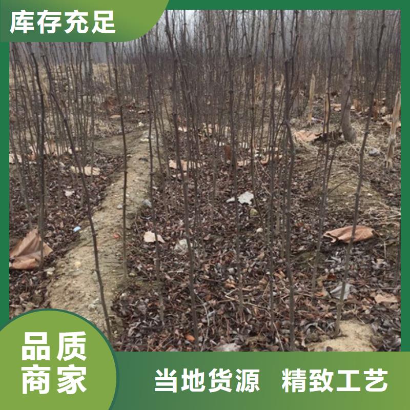 蓝莓苗-视频-湖南省常德市兴海蓝莓苗可服务区域鼎城|汉寿|张家界|湘潭|湘西|岳阳|永州|益阳等