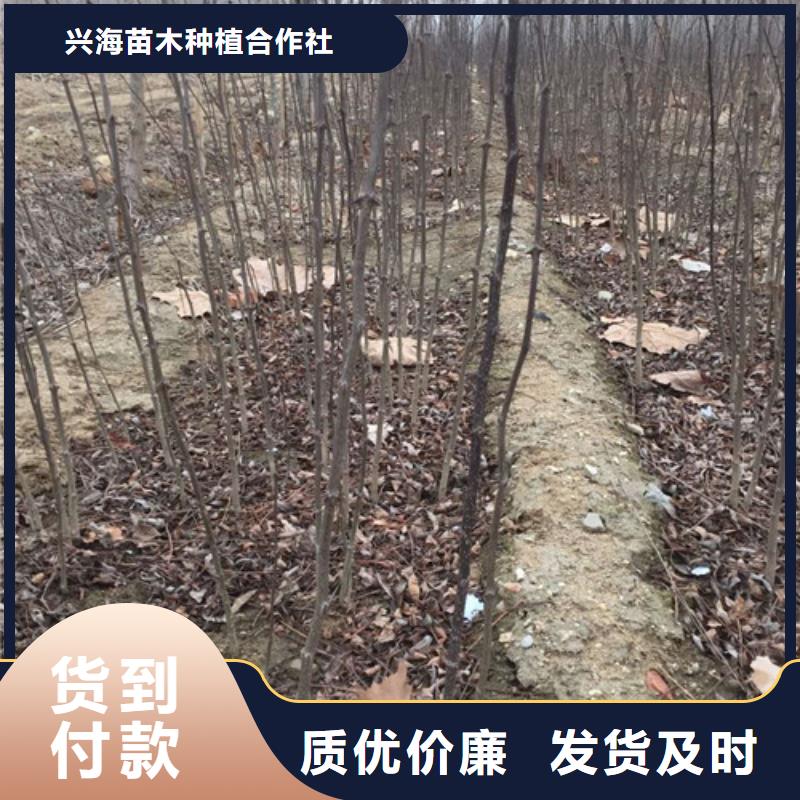 花椒苗桃树苗的图文介绍