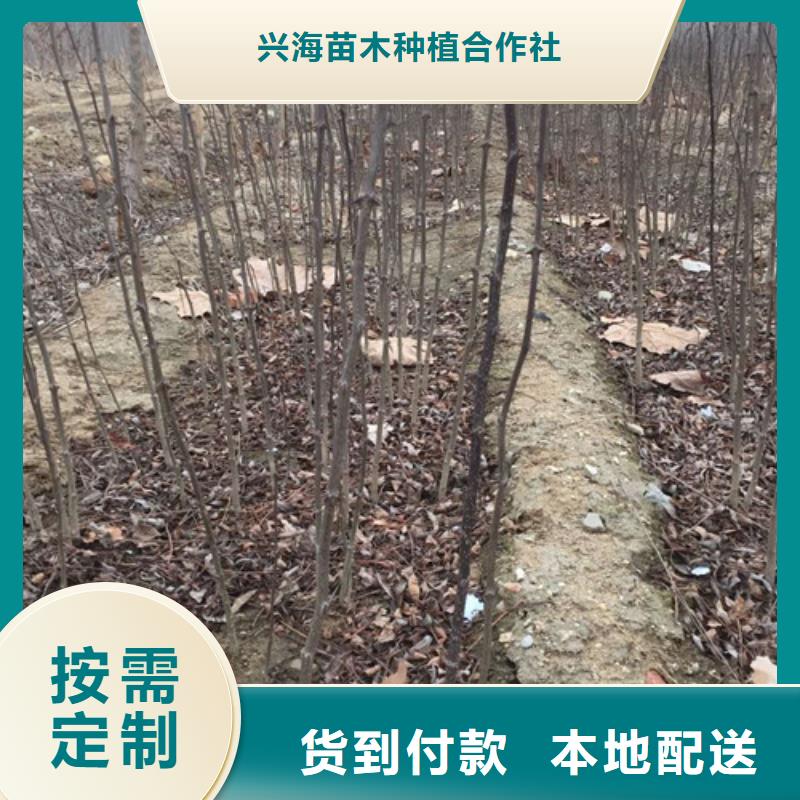 花椒苗大品牌值得信赖