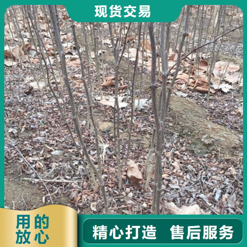 蓝莓苗-视频-江西省九江市兴海蓝莓苗可服务区域都昌|德安|吉安|景德镇|宜春|上饶|南昌等