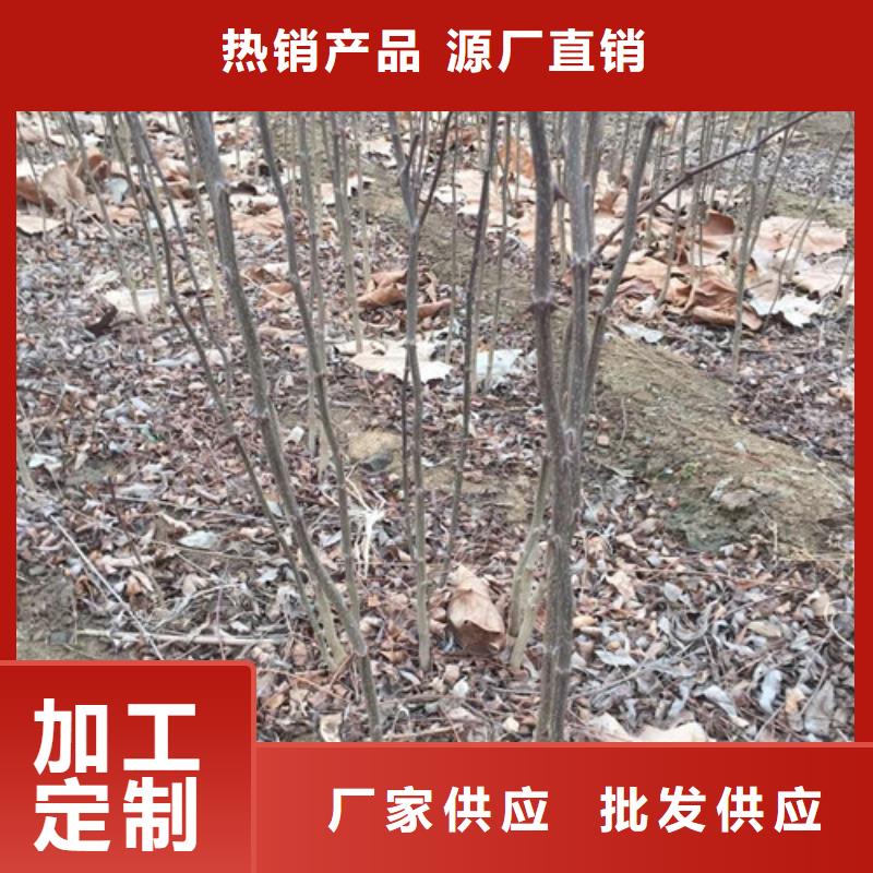 蓝莓苗视频-蓝莓苗|玉林市|博白|兴业|防城港|崇左|梧州|柳州