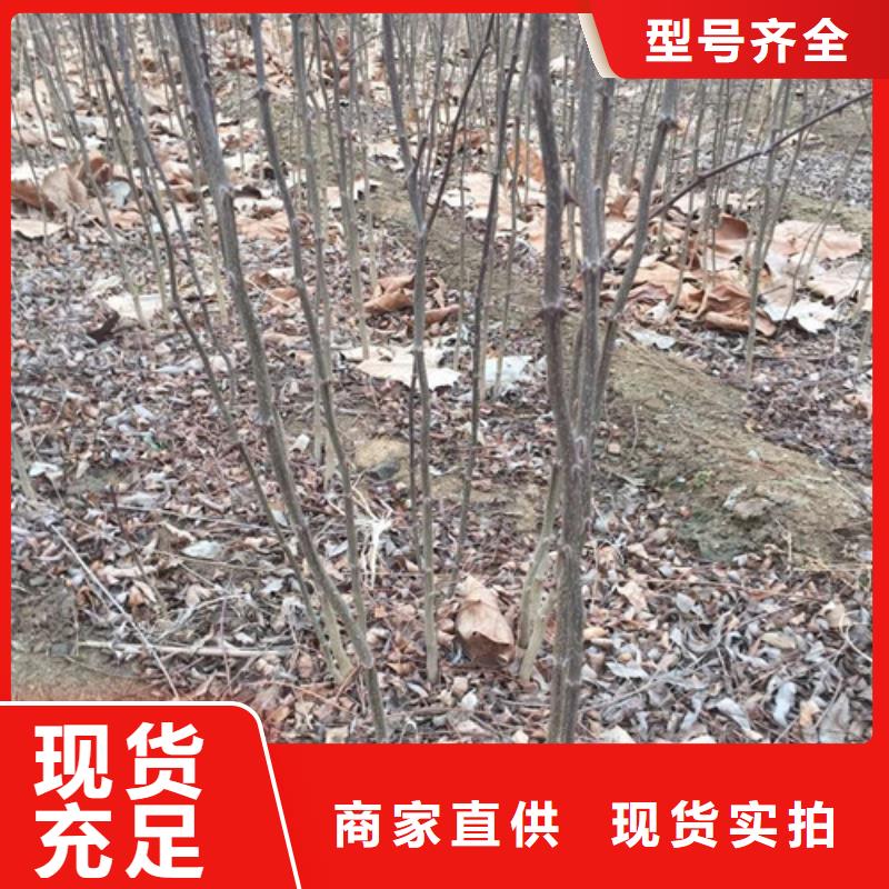花椒苗大品牌值得信赖