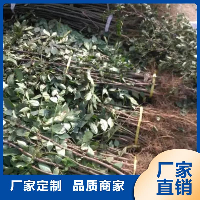 蓝莓苗-视频-湖南省常德市兴海蓝莓苗可服务区域鼎城|汉寿|张家界|湘潭|湘西|岳阳|永州|益阳等