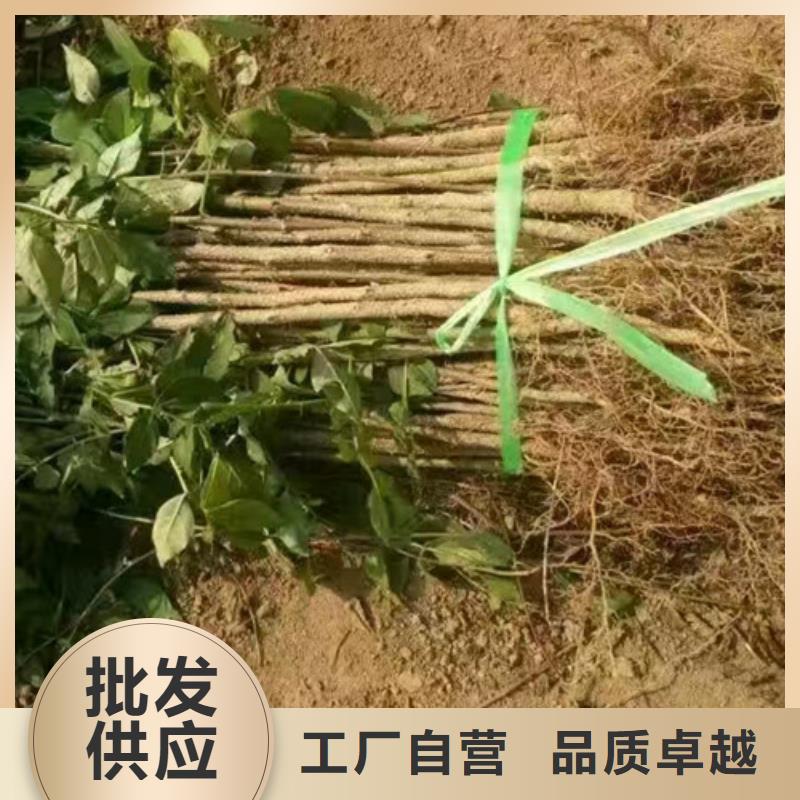 花椒苗桃树苗优选厂商