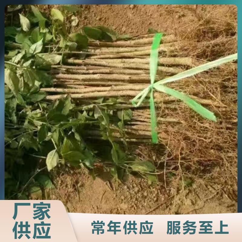 蓝莓苗-视频-江西省九江市兴海蓝莓苗可服务区域都昌|德安|吉安|景德镇|宜春|上饶|南昌等
