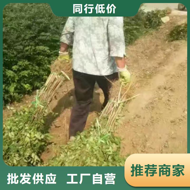 蓝莓苗视频-蓝莓苗|玉林市|博白|兴业|防城港|崇左|梧州|柳州