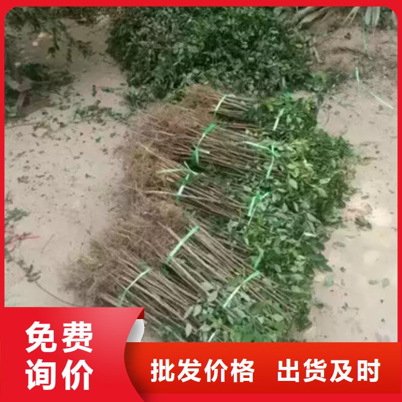 蓝莓苗-视频-江西省九江市兴海蓝莓苗可服务区域都昌|德安|吉安|景德镇|宜春|上饶|南昌等