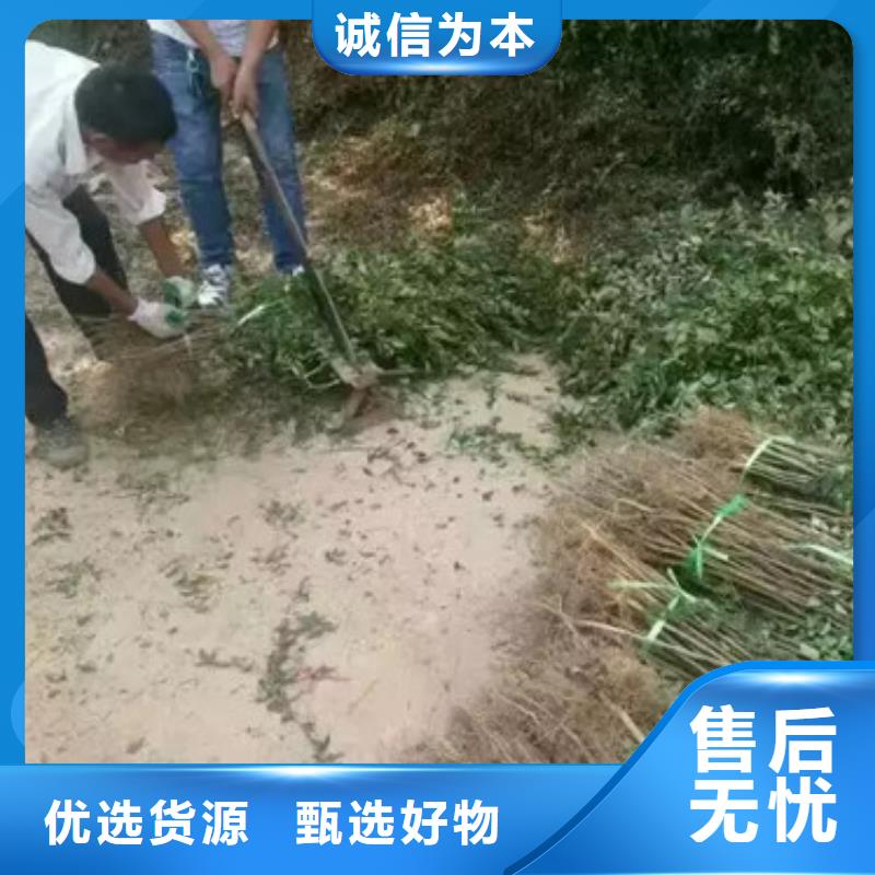 花椒苗山楂苗出厂严格质检