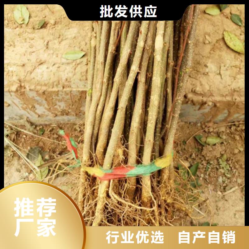 蓝莓苗-视频-湖南省常德市兴海蓝莓苗可服务区域鼎城|汉寿|张家界|湘潭|湘西|岳阳|永州|益阳等