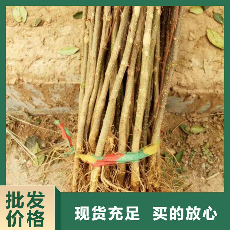 花椒苗桃树苗优选厂商