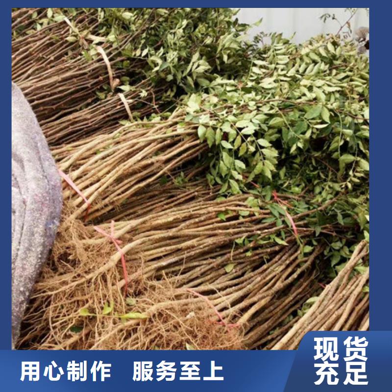 蓝莓苗视频-蓝莓苗|玉林市|博白|兴业|防城港|崇左|梧州|柳州