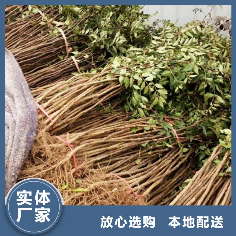 花椒苗-【核桃苗】拒绝中间商