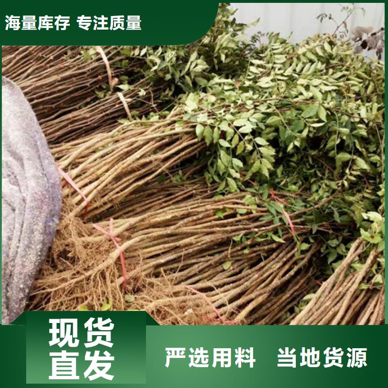 蓝莓苗-视频-湖南省常德市兴海蓝莓苗可服务区域鼎城|汉寿|张家界|湘潭|湘西|岳阳|永州|益阳等