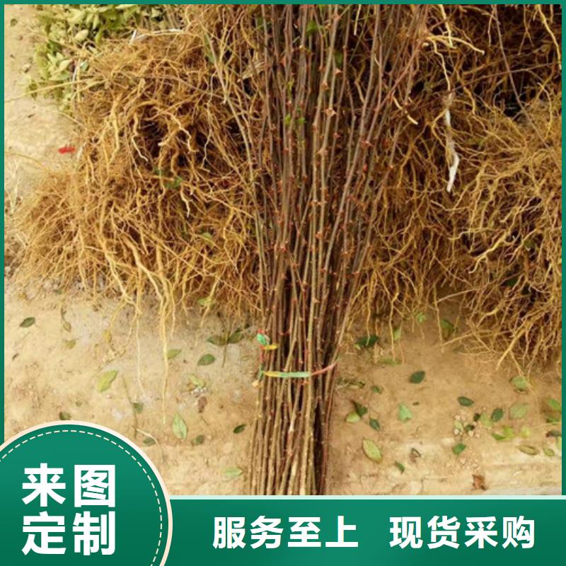 蓝莓苗-视频-湖南省常德市兴海蓝莓苗可服务区域鼎城|汉寿|张家界|湘潭|湘西|岳阳|永州|益阳等