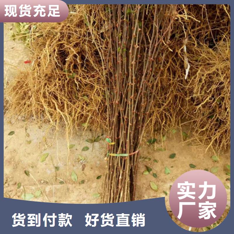 花椒苗桃树苗的图文介绍