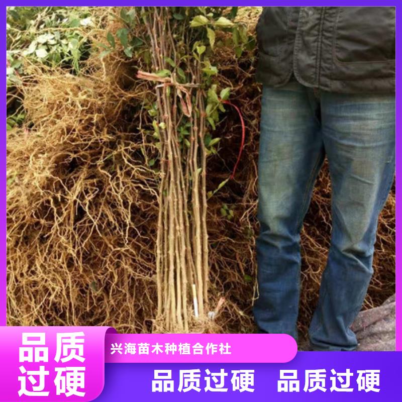 蓝莓苗视频-蓝莓苗|玉林市|博白|兴业|防城港|崇左|梧州|柳州