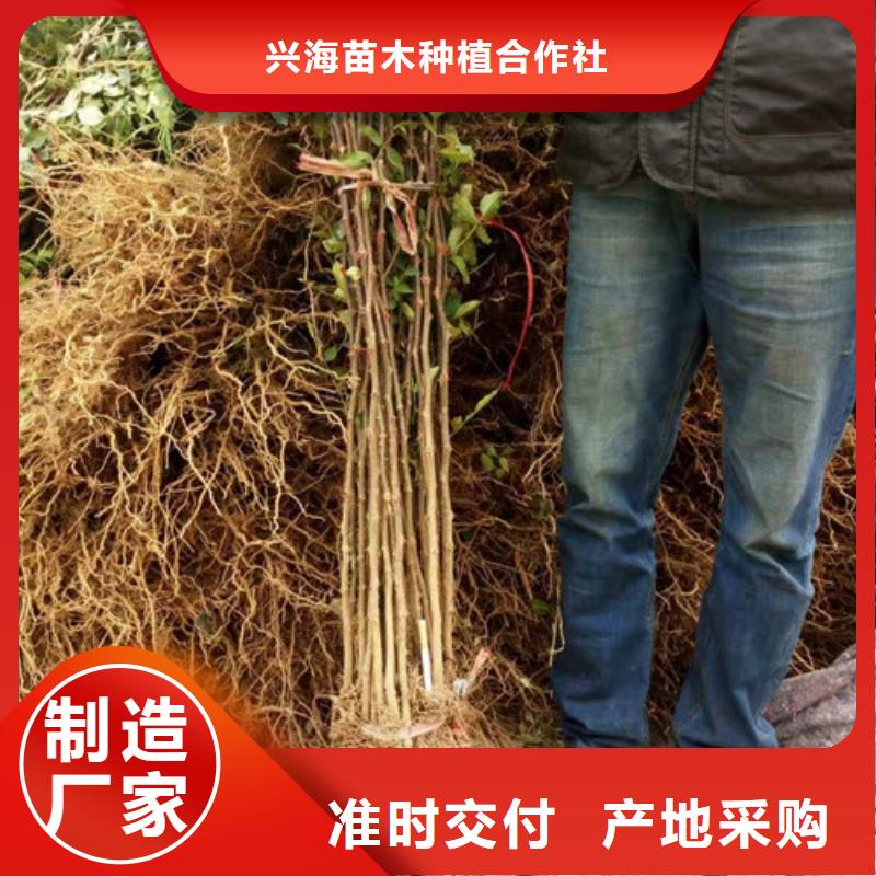 蓝莓苗-视频-江西省九江市兴海蓝莓苗可服务区域都昌|德安|吉安|景德镇|宜春|上饶|南昌等