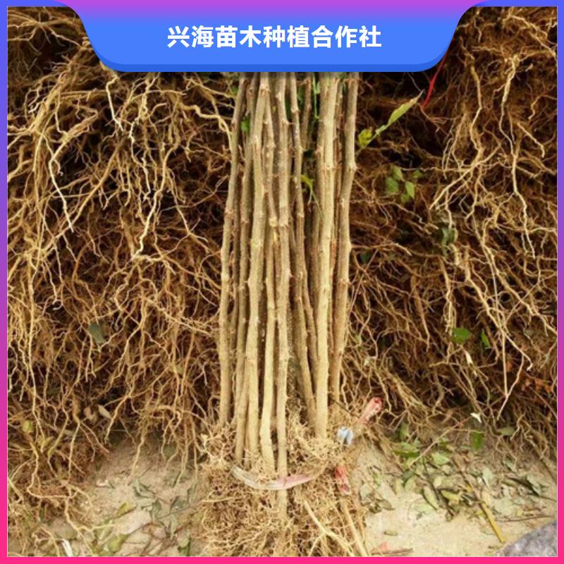 蓝莓苗-视频-江西省九江市兴海蓝莓苗可服务区域都昌|德安|吉安|景德镇|宜春|上饶|南昌等