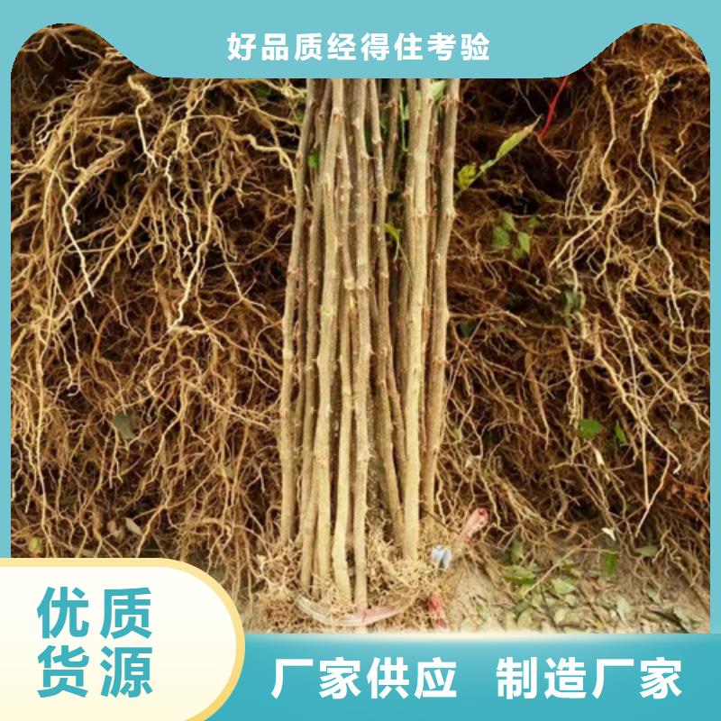 蓝莓苗视频-蓝莓苗|玉林市|博白|兴业|防城港|崇左|梧州|柳州