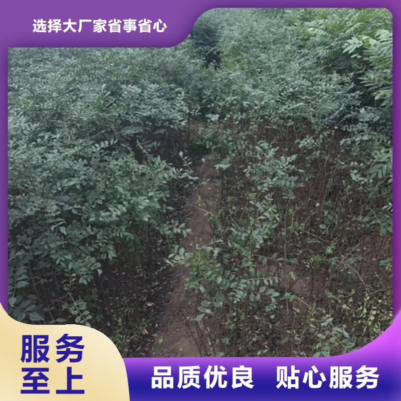 花椒苗大品牌值得信赖