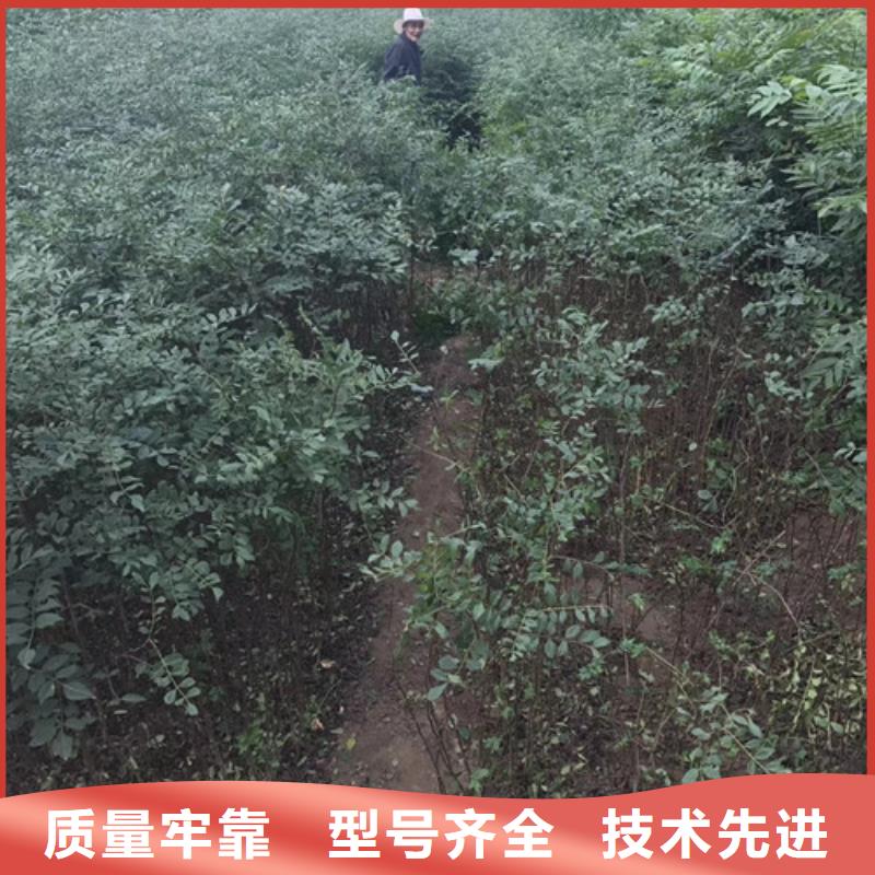 蓝莓苗-视频-湖南省常德市兴海蓝莓苗可服务区域鼎城|汉寿|张家界|湘潭|湘西|岳阳|永州|益阳等
