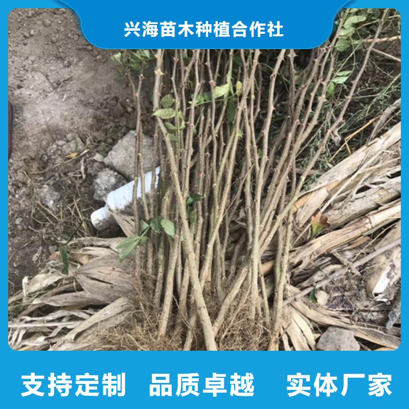 蓝莓苗视频-蓝莓苗|玉林市|博白|兴业|防城港|崇左|梧州|柳州