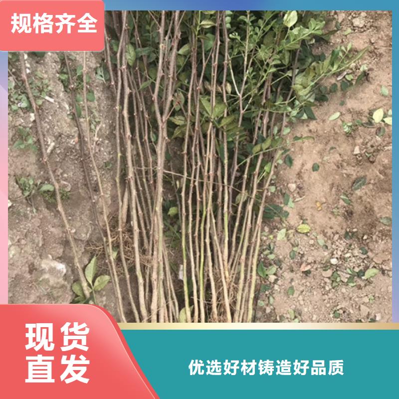 蓝莓苗视频-蓝莓苗|玉林市|博白|兴业|防城港|崇左|梧州|柳州