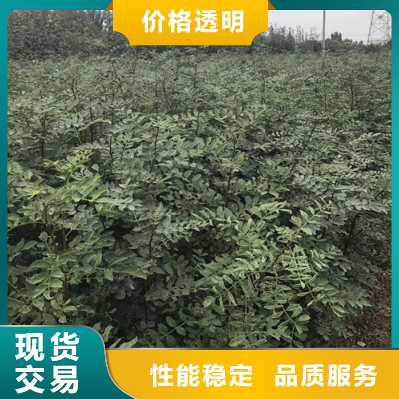 蓝莓苗-视频-江西省九江市兴海蓝莓苗可服务区域都昌|德安|吉安|景德镇|宜春|上饶|南昌等