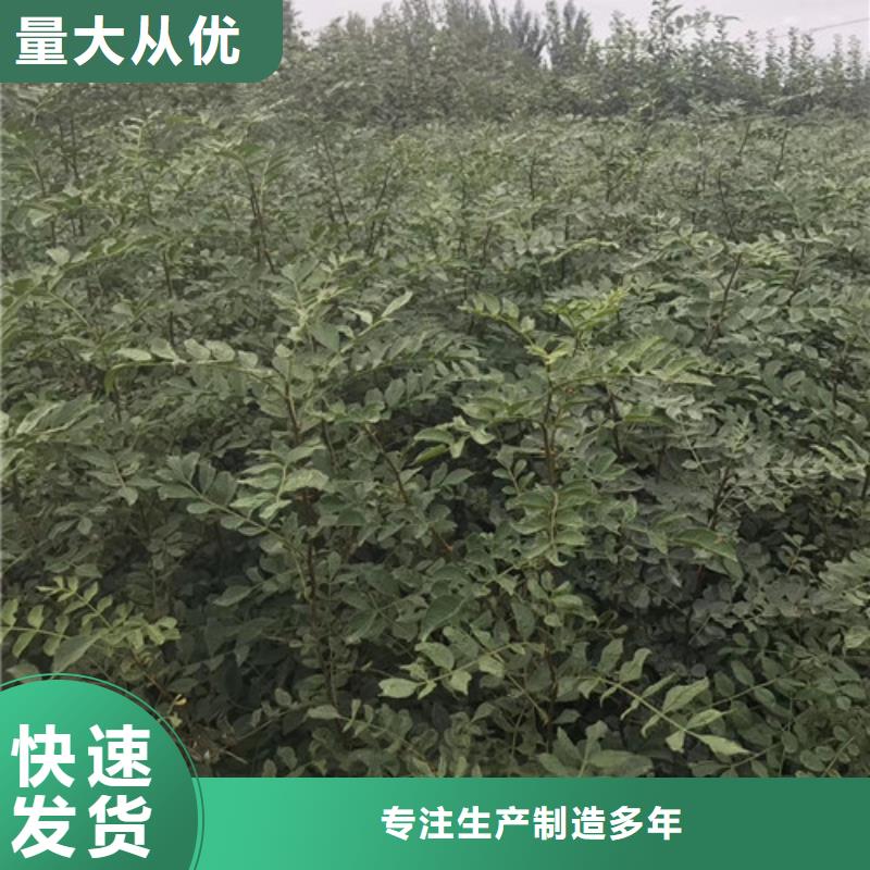 蓝莓苗-视频-江西省九江市兴海蓝莓苗可服务区域都昌|德安|吉安|景德镇|宜春|上饶|南昌等
