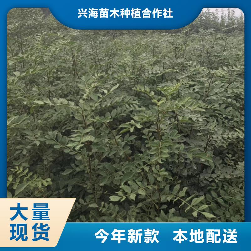 花椒苗桃树苗的图文介绍