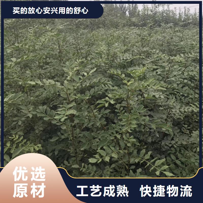 蓝莓苗视频-蓝莓苗|玉林市|博白|兴业|防城港|崇左|梧州|柳州