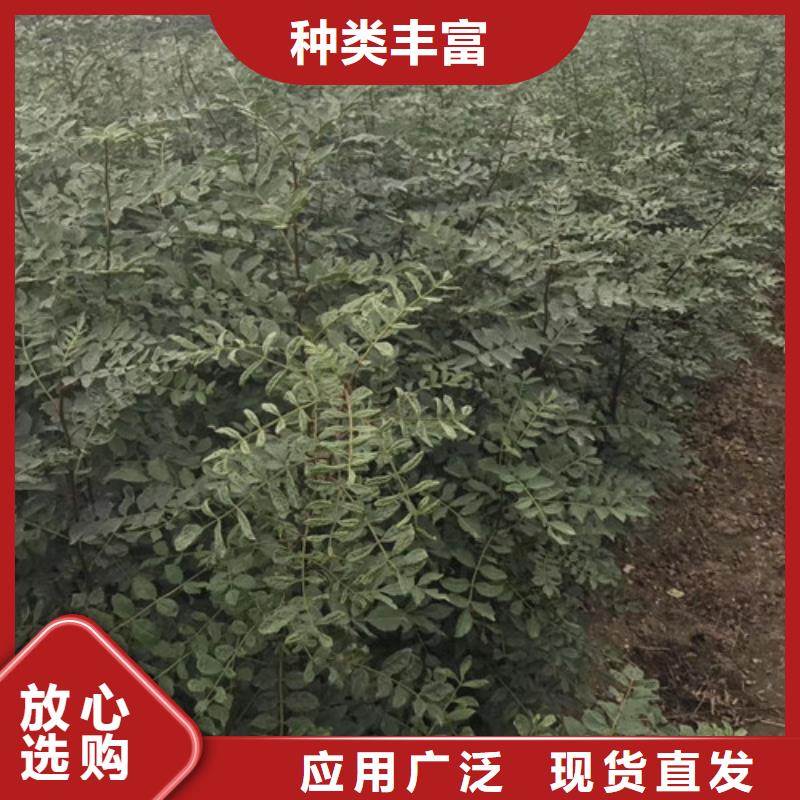 蓝莓苗-视频-江西省九江市兴海蓝莓苗可服务区域都昌|德安|吉安|景德镇|宜春|上饶|南昌等