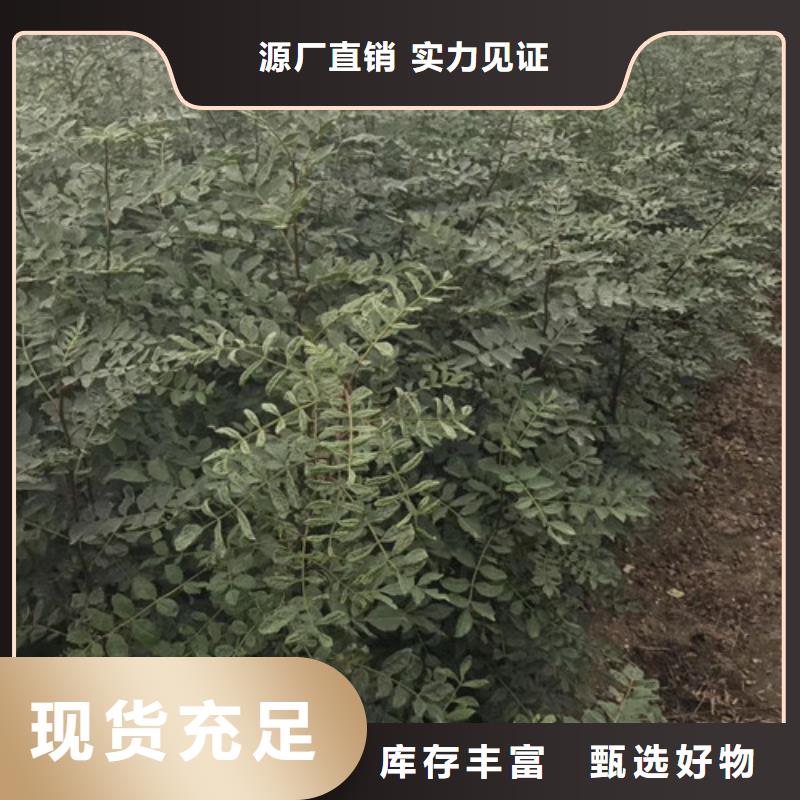 花椒苗桃树苗的图文介绍