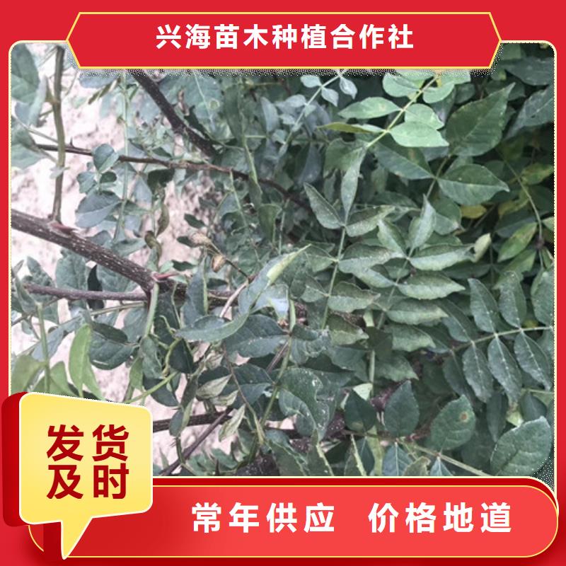 花椒苗桃树苗的图文介绍