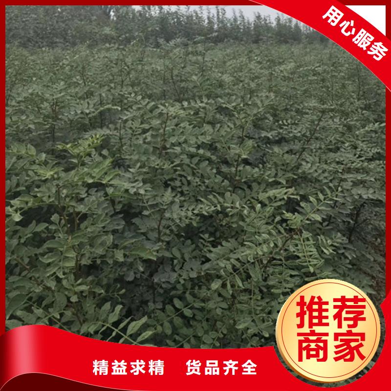 花椒苗桃树苗的图文介绍