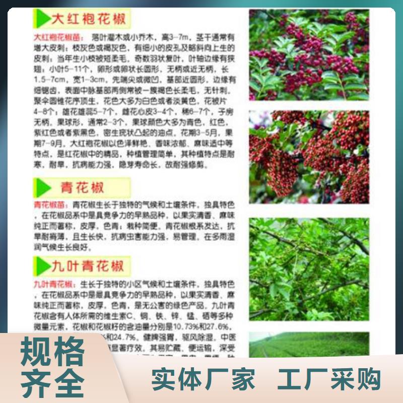 花椒苗桃树苗的图文介绍