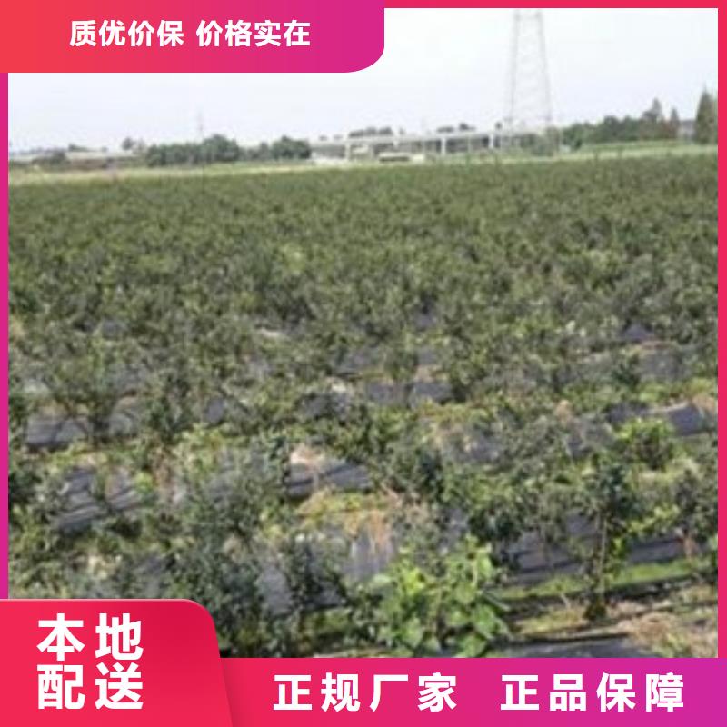 蓝莓苗【梨树苗】资质认证
